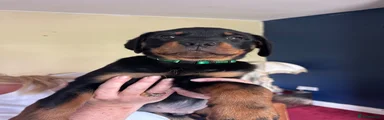 Virgil