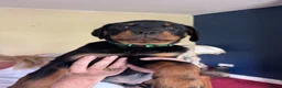 Rottweiler dogs for sale: Rottweiler puppies - Advert 18
