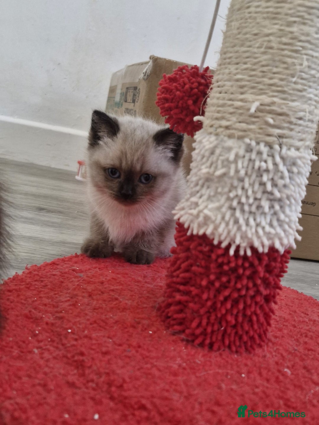 Snowshoe cats for sale: Pedigree Tica reg seal point snowshoe boy  - Advert 14
