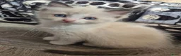 Ragdoll cats for sale: Beautiful Bi-Colour Ragdoll's - Advert 10
