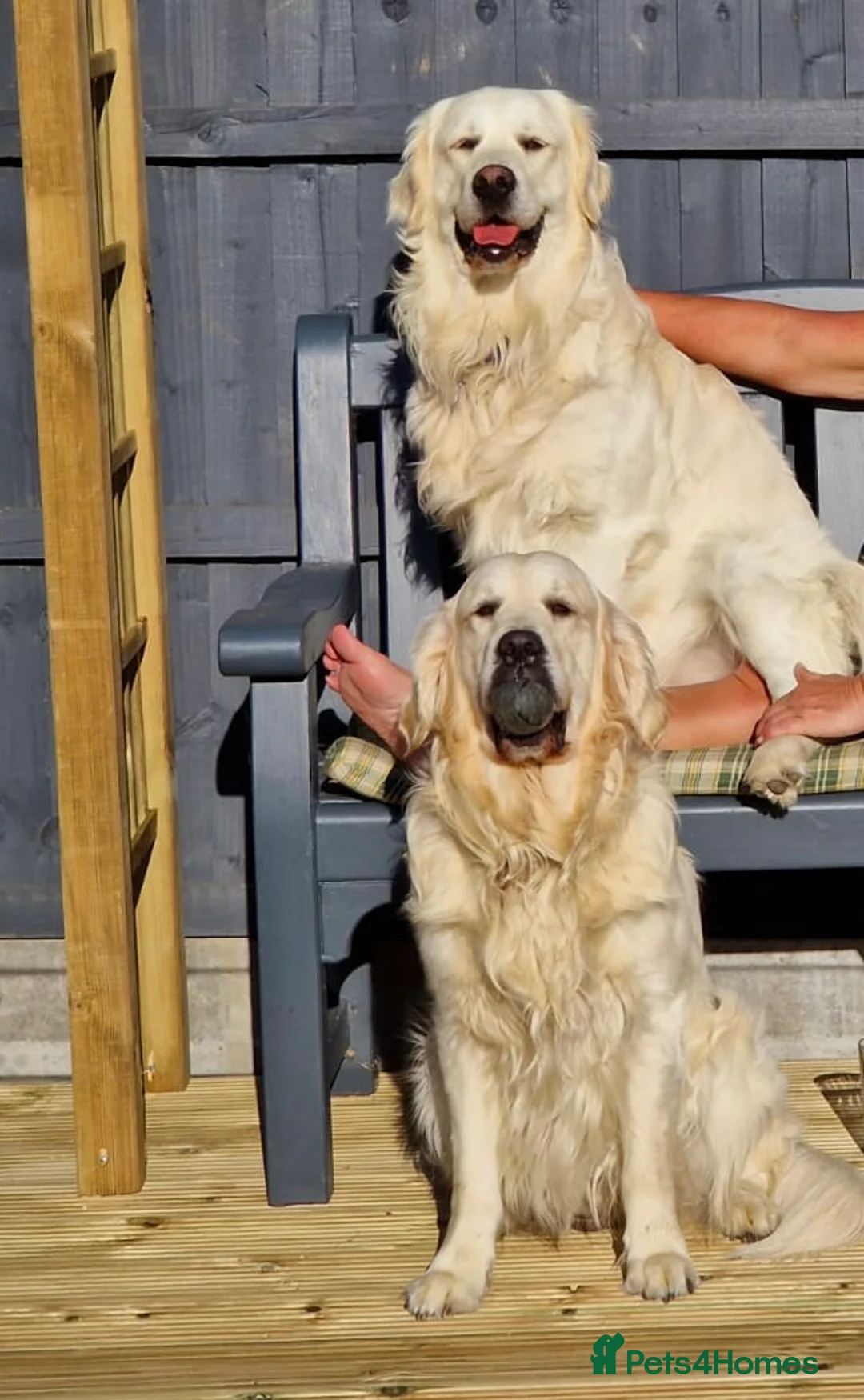 Golden Retriever dogs for sale: Seriously chunky & Fluffy babies - Advert 11