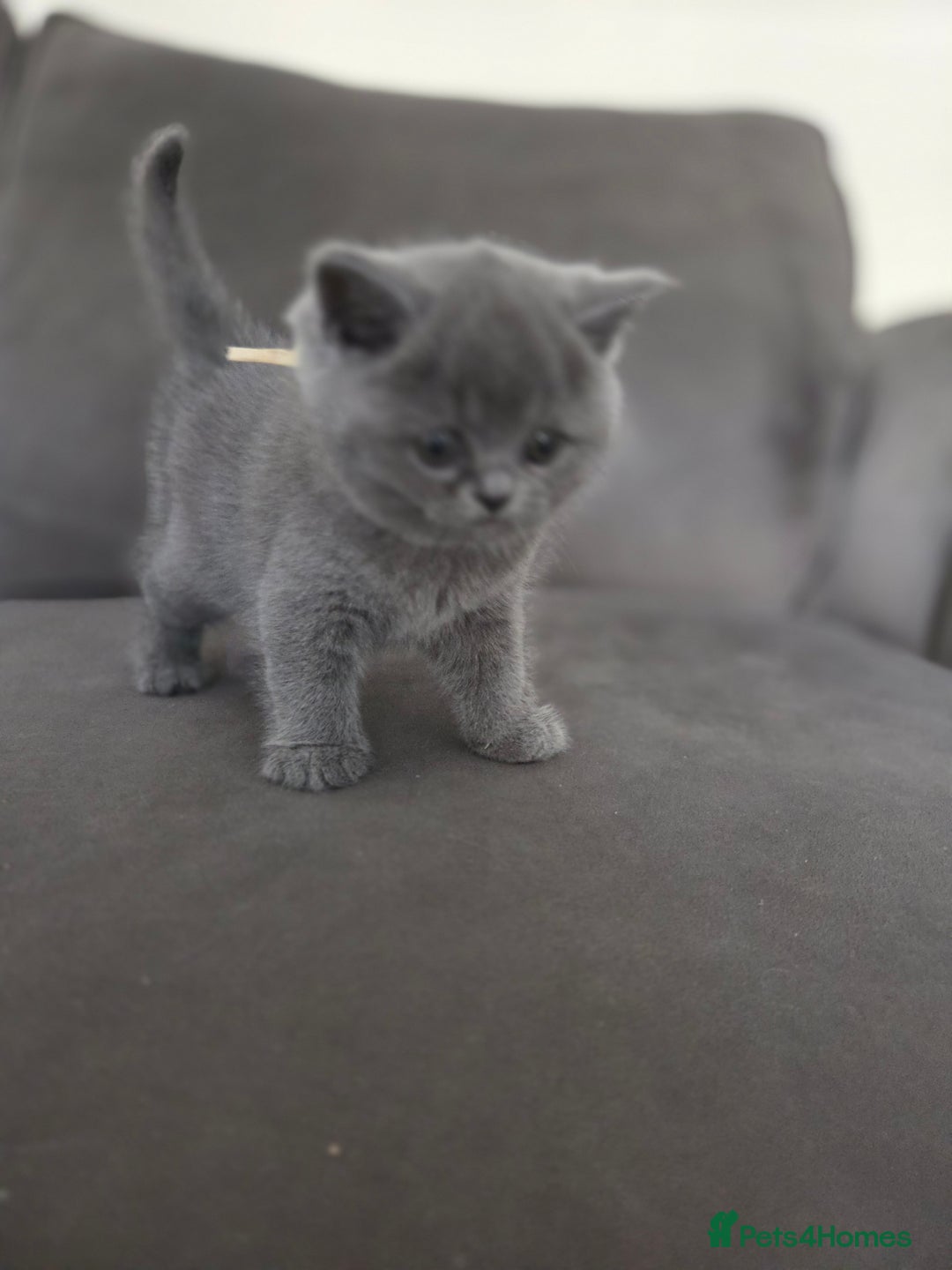 British Shorthair cats for sale: Gccf registered blue British shorthair boy left  - Advert 14