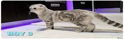 Scottish Fold cats for sale: Scottish fold - Advert 2
