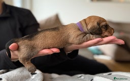 Miniature Dachshund dogs for sale: Supreme KC Miniature Wirehaired Dachshunds! - Advert 6