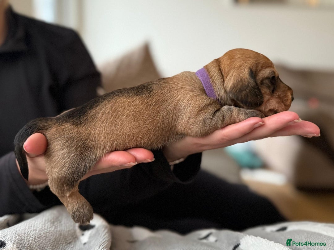 Miniature Dachshund dogs for sale: Supreme KC Miniature Wirehaired Dachshunds! - Advert 6