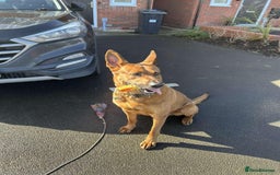 Belgian Shepherd Dog dogs for sale: Litter  - Image 30