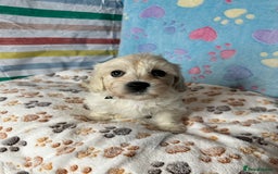 Cavachon dogs for sale: Beautiful Litter of Cavachon Puppies - Image 5