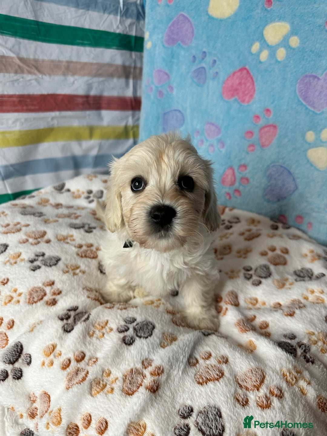 Cavachon dogs for sale: Beautiful Litter of Cavachon Puppies - Image 5