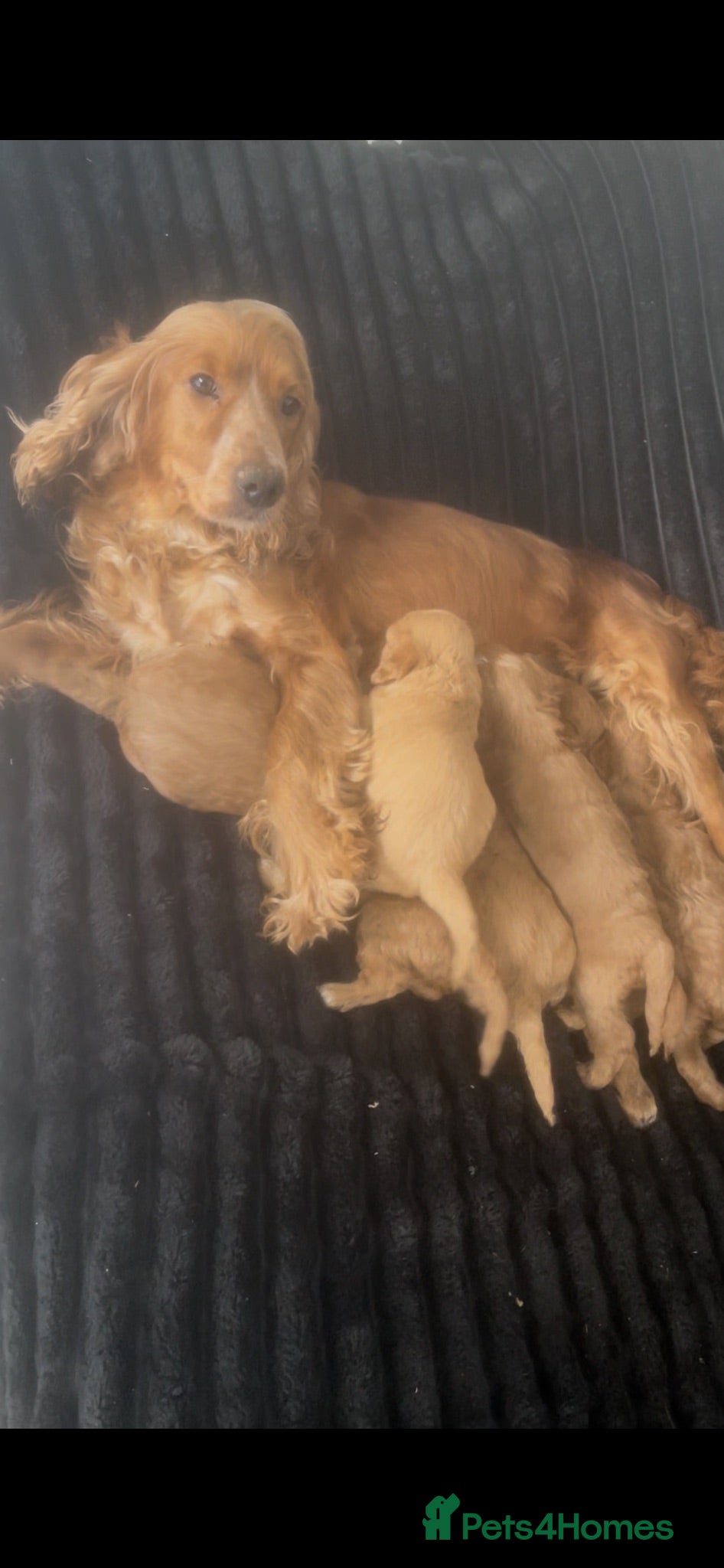 Cockapoo dogs Stunning Fox Red cockerpoos - Advert 1