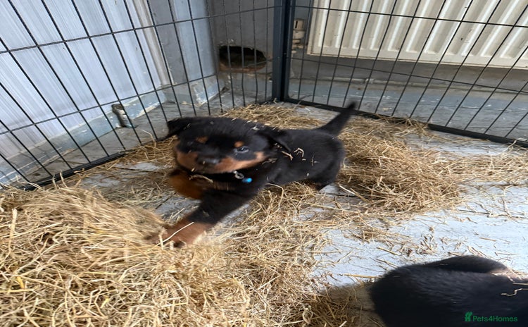 Rottweiler dogs - Advert 11