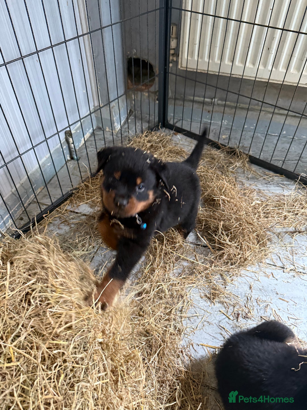 Rottweiler dogs for sale: Rottweiler puppies for sale  - Image 1