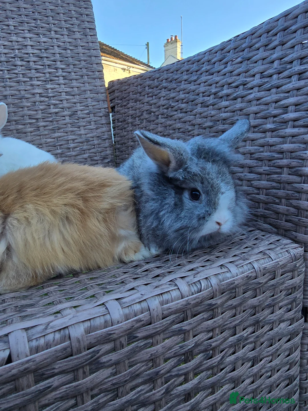 Mini Lion Lop rabbits for sale: Bany mini lop and lionheads - Advert 1