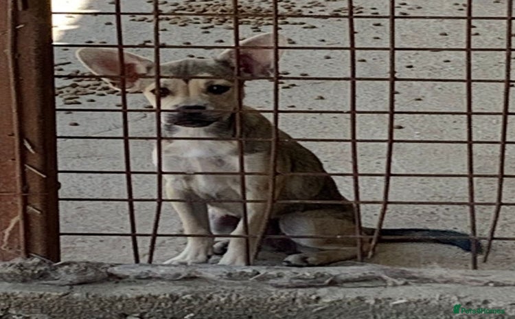 Mixed Breed dogs - Advert 6