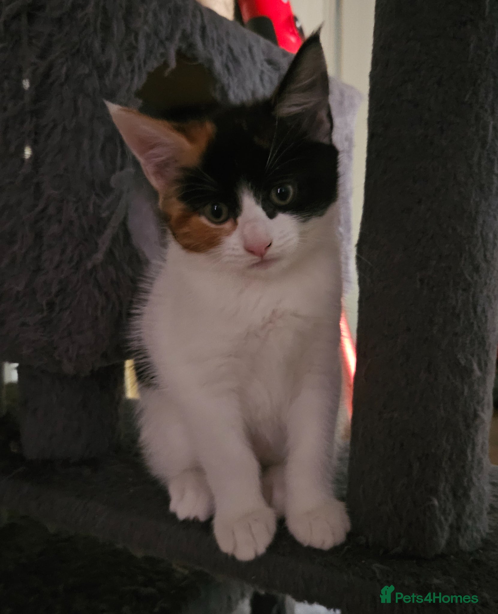 Mixed Breed cats Nova mixed Maine Coon girl ready now - Advert 17