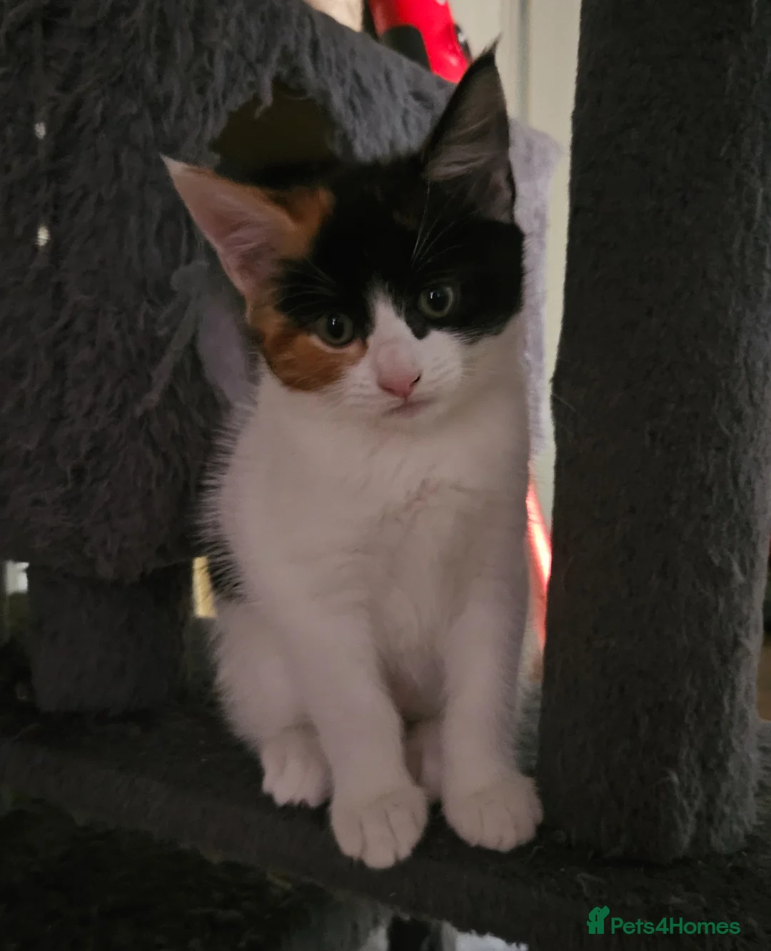 Mixed Breed cats for sale: Nova mixed Maine Coon girl ready now - Advert 1