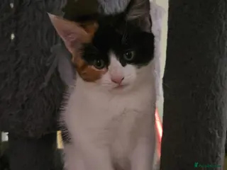 Mixed Breed cats Nova mixed Maine Coon girl ready now - Advert 17