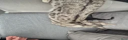 Mixed Breed cats for sale: Mixed bengal kittens - Advert 32