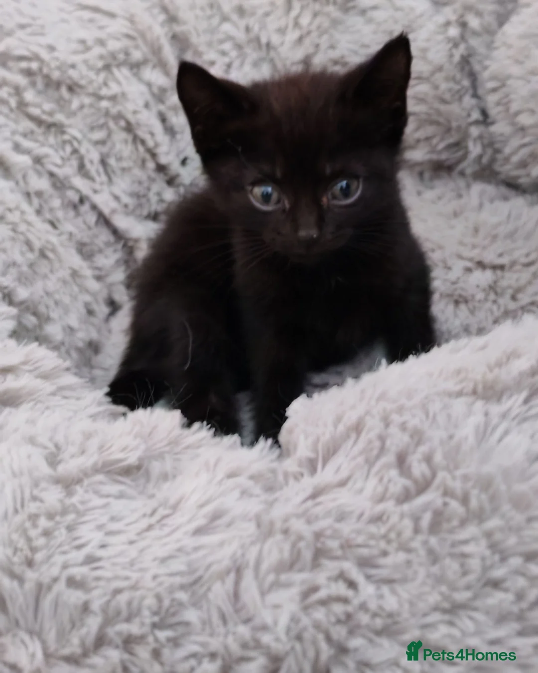 Mixed Breed cats for sale: Cute kittens for sale. - Advert 2