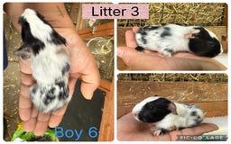 Guinea Pig rodents for sale: Beautiful baby guinea pigs  - Image 12