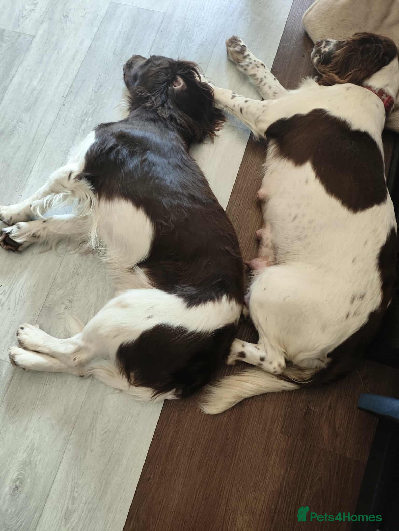 English Springer Spaniel dogs Gorgeous KC reg ES spaniel Pups - Advert 2