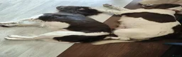 English Springer Spaniel dogs for sale: Gorgeous KC reg ES spaniel Pups - Advert 8