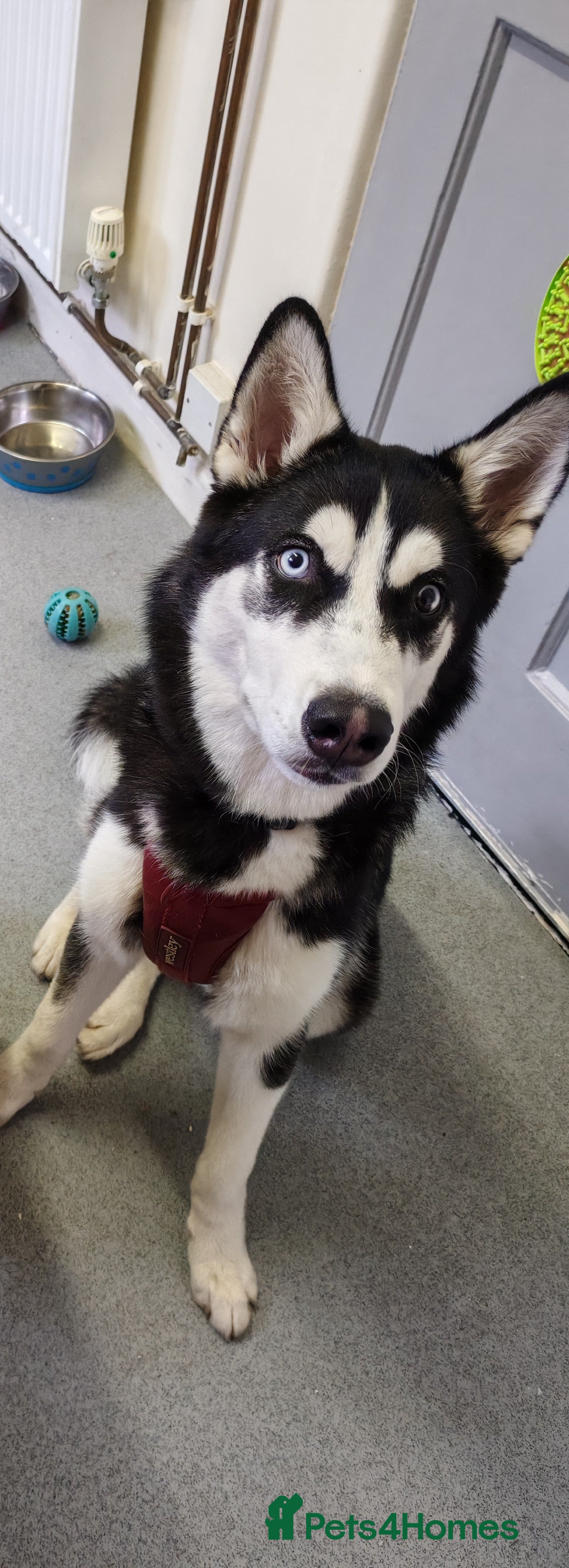 Siberian Husky dogs Lucky for sale  - Advert 1