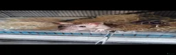 Rat rodents for sale: 2 male rats, lovely boys  - Advert 3