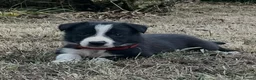 Border Collie dogs for sale: Stunning Border Collie Puppies in Llandovery - Advert 4