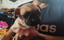 Frug dogs for sale: Frug puppies for sale - Image 7