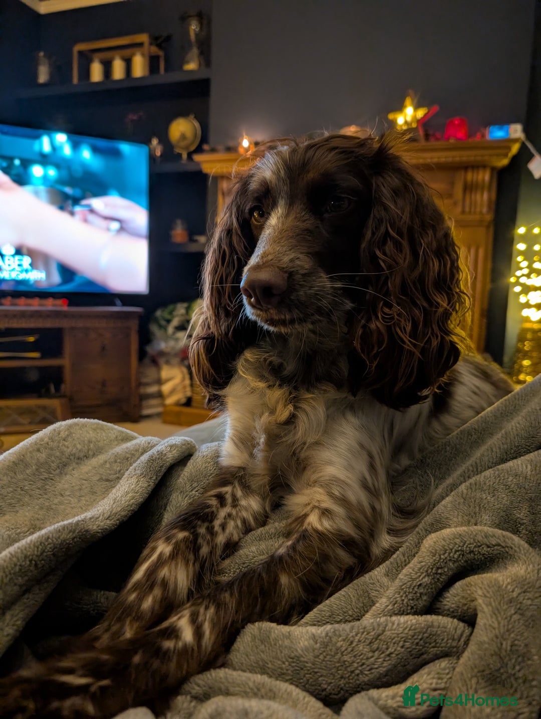 Cockapoo dogs for sale: Lovely Cockapoo looking for new loving home  - Image 4