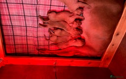 Hungarian Vizsla dogs for sale: Wonderful puppies from mum with 0/0 hip score.  - Image 7