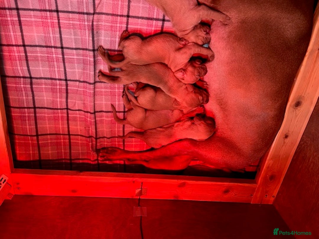 Hungarian Vizsla dogs for sale: Wonderful puppies from mum with 0/0 hip score.  - Image 7