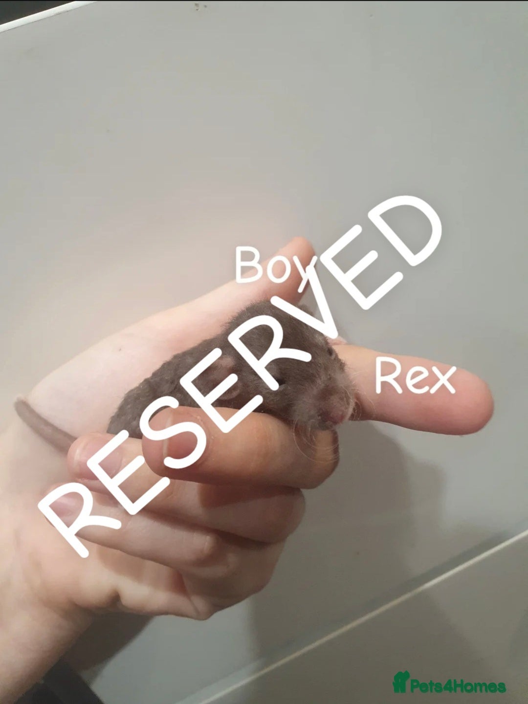 Rat rodents for sale: Beautiful babies available! in Warrington - Image 18