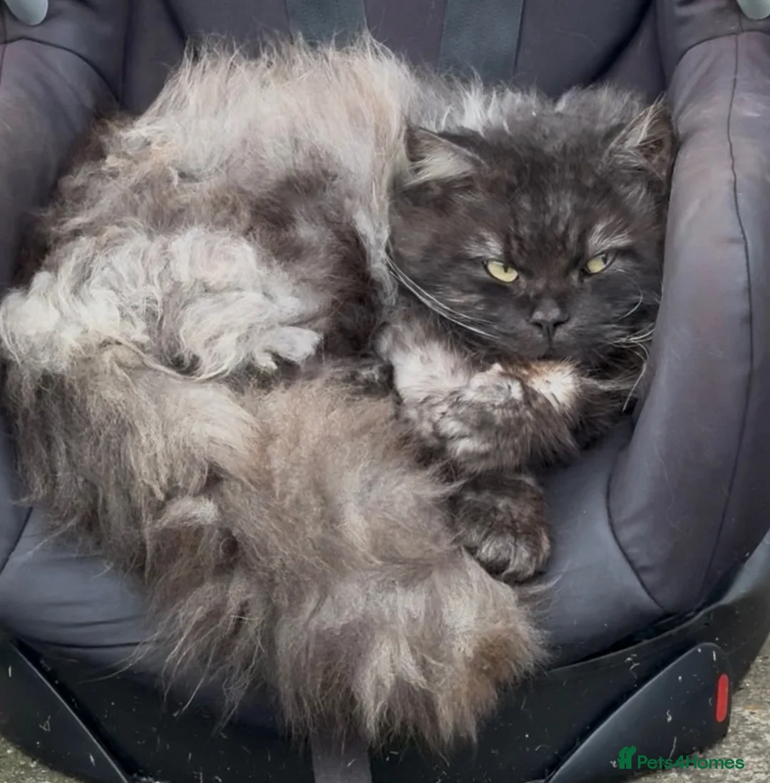 Persian cats for sale: Mixed breed Persian kittens in Waterlooville - Advert 2