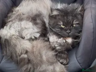 Persian cats Ash grey Persian kittens - Advert 2