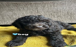 Cockapoo dogs for sale: Stunning F1b Cockapoo Puppies 🐾❤️ - Image 4