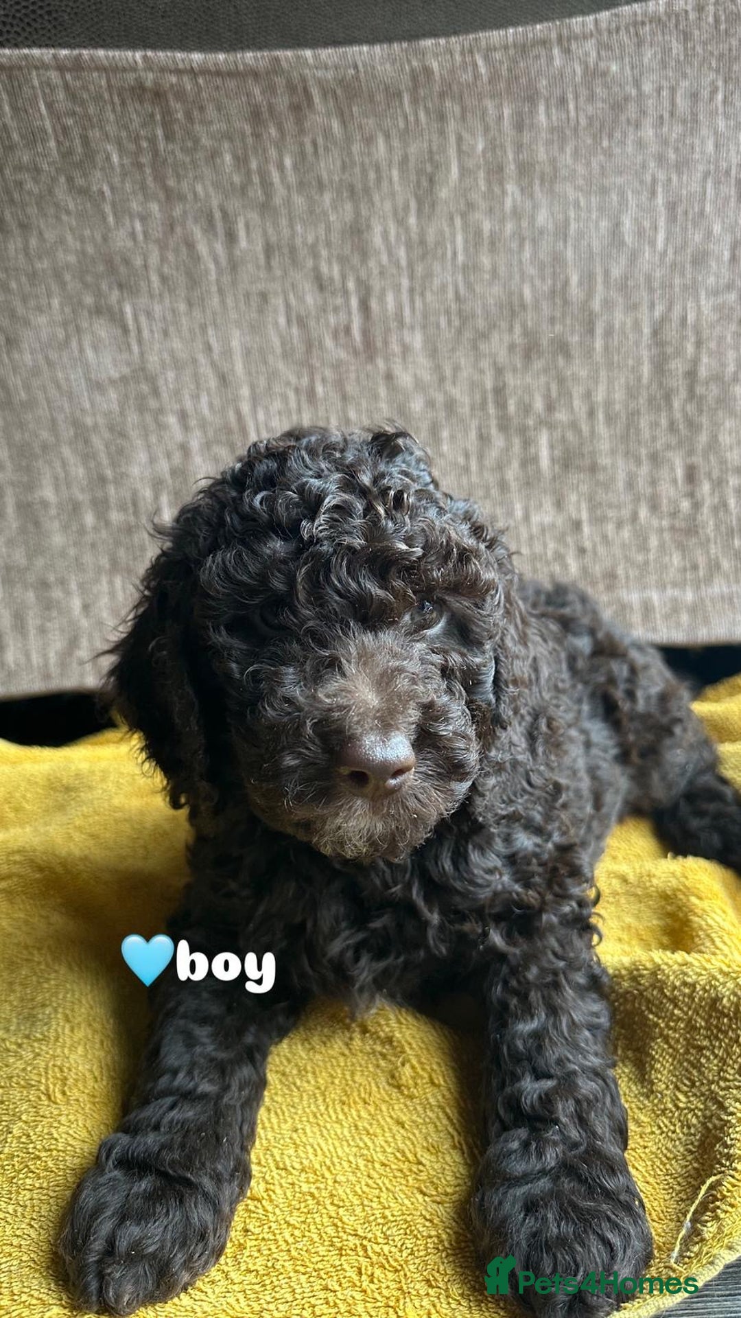Cockapoo dogs for sale: Stunning F1b Cockapoo Puppies 🐾❤️ - Image 4