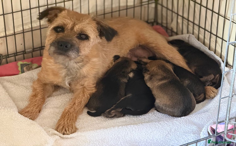 Border Terrier dogs Beautiful Border Terrier Puppies😍 - Advert 14