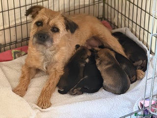Border Terrier dogs Beautiful Border Terrier Puppies😍 - Advert 5