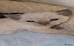 Devon Rex cats for sale: 🌸 Wonderful Devon Rex Kittens Raised with Love 🌸 - Image 6
