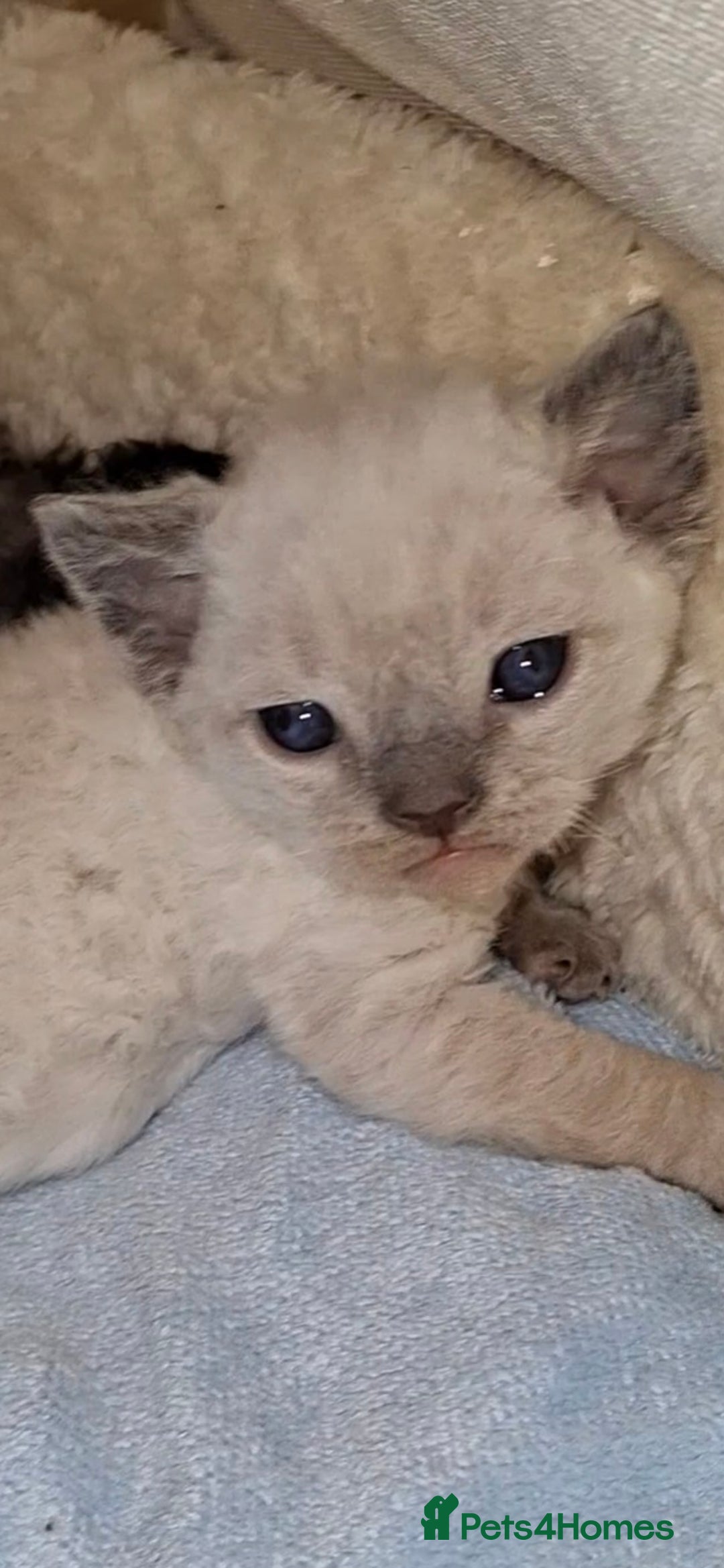 Devon Rex cats for sale: 🌸 Wonderful Devon Rex Kittens Raised with Love 🌸 - Image 6