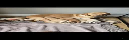 Labrador Retriever dogs for sale: 10 month old labrador  - Advert 2