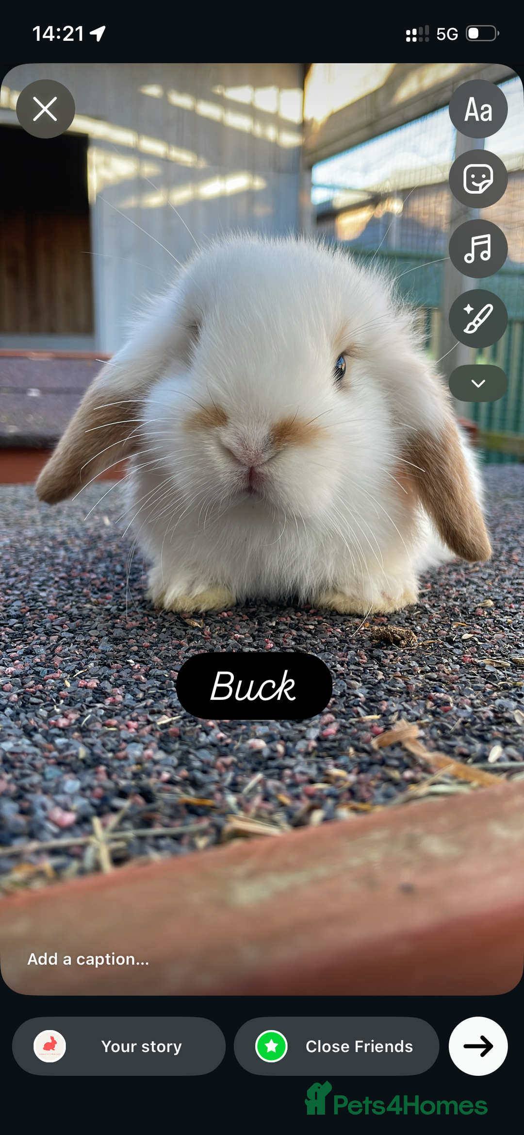 Mini Lop rabbits for sale: Beautiful mini lops looking for their forever home - Advert 4