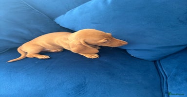 Miniature Dachshund dogs - Advert 4