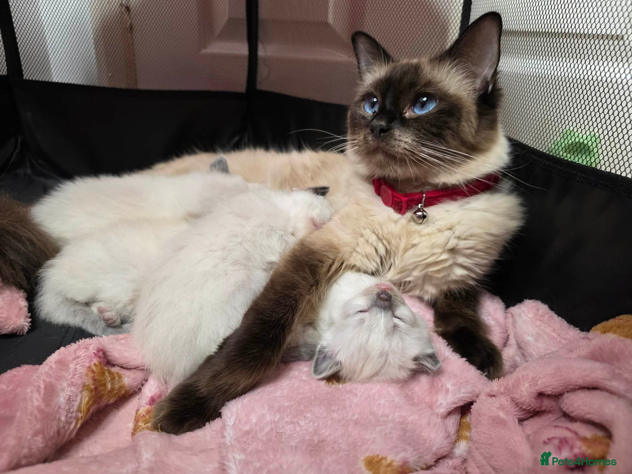 Ragdoll cats Gorgeous Ragdoll kittens for sale  - Advert 1