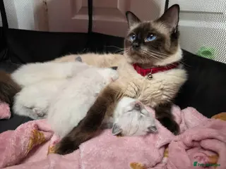 Ragdoll cats Gorgeous Ragdoll kittens for sale - Advert 1