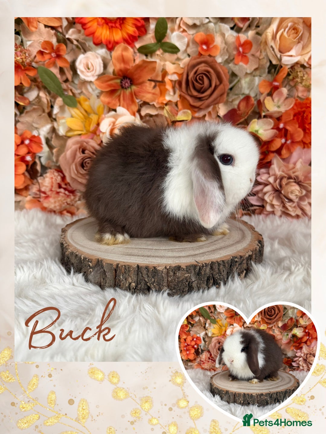 Mini Lop rabbits for sale: VACCINATED MINI LOPS BUNNIES - Advert 4