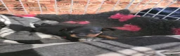 Miniature Pinscher dogs for sale: Beautiful miniature pincher pup in Morecambe - Advert 4