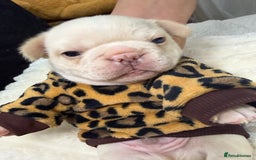 French Bulldog dogs for sale: French bulldog  - Advert 3