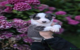Border Collie dogs for sale: Border collie puppies tri-color blue merles  - Image 5